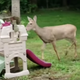 Illustration for article titled Last Call: Tripping deer/Phil Collins video holds up